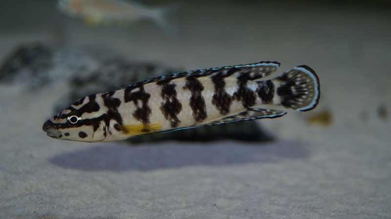 Julidochromis sp. 'kombe' Kombe